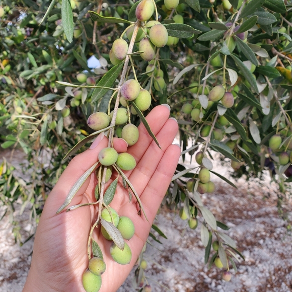 Extra Virgin Organic Olive Oil- 500ml - Picture 3 of 4